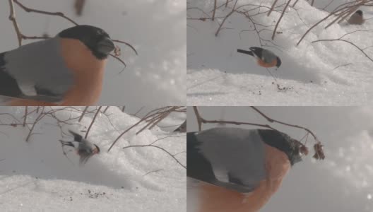 白俄罗斯红腹灰雀在冬季吃种子高清在线视频素材下载