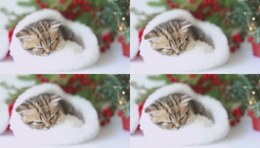一只有趣的条纹小猫戴着圣诞老人的帽子安静地睡觉高清在线视频素材下载