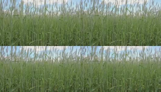 走在未成熟的绿色小麦田里高清在线视频素材下载