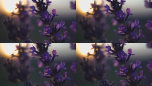 薰衣草花春天的背景与美丽的紫色和散景灯。法国普罗旺斯，日落时分，田野里盛开的薰衣草。关闭了。有选择性的重点。慢动作高清在线视频素材下载