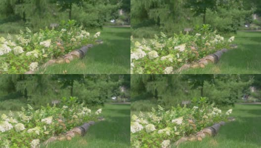 《公园里的花》4k慢镜头60帧高清在线视频素材下载