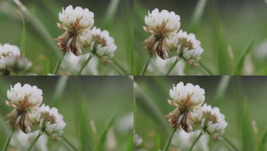 野生动物宏。白色的三叶草花在绿色田野模糊的背景特写。自然背景。景观,自然,夏天。高清在线视频素材下载