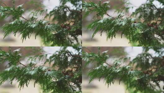 雨落在thuja的叶子上。在雨季，雨滴打在一棵紫花的叶子上。图雅是一种常绿针叶树植物特写。高清在线视频素材下载