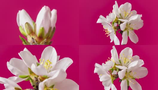 杏花盛开和旋转在水平时间推移4k视频对红色背景。放大梅花在春天开花的视频。高清在线视频素材下载