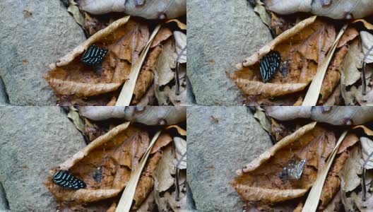 蚁群抬着蝴蝶的翅膀回到蜂巢高清在线视频素材下载