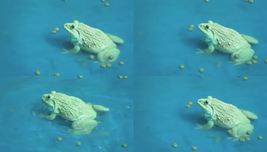 青蛙吃食物的动作很慢高清在线视频素材下载