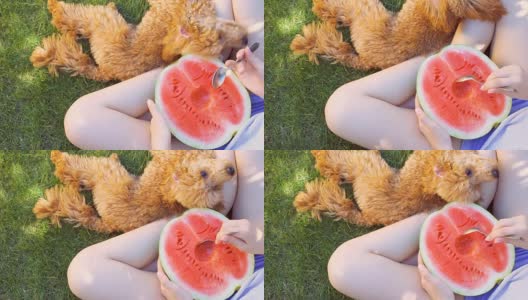 年轻女子和她的狗吃了半个红色的西瓜，放松在院子里。高清在线视频素材下载
