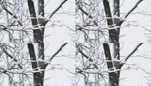 树在雪。美丽的冬季风景高清在线视频素材下载