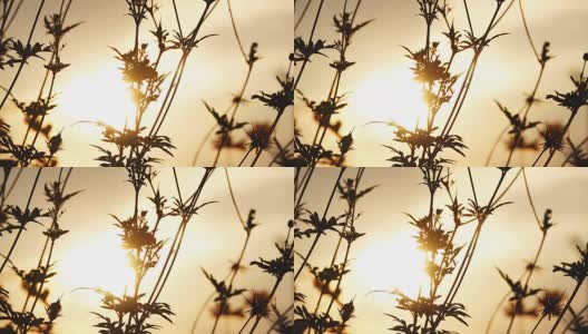 4k:日落时分的花背景。高清在线视频素材下载