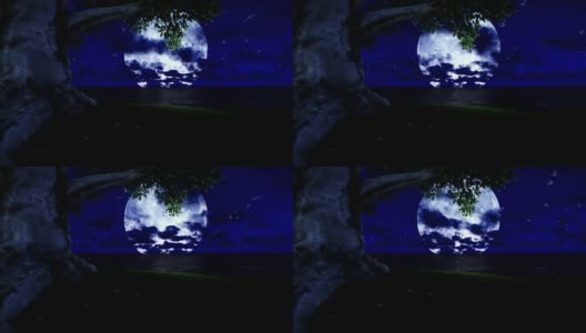 孤岛上的孤树，满月下有海鸥飞翔高清在线视频素材下载
