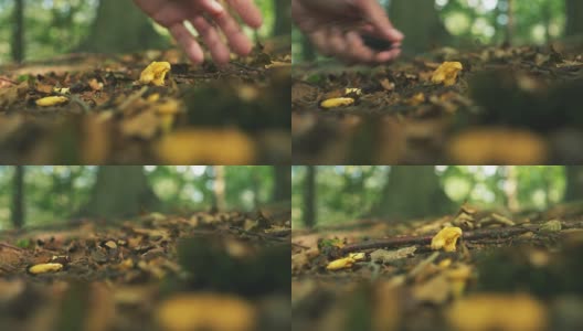 在阳光森林里采摘野生鸡油菌高清在线视频素材下载