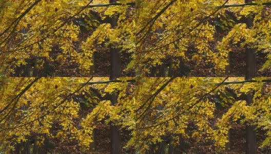 日本枫树在秋天变黄被缓慢的风移动高清在线视频素材下载