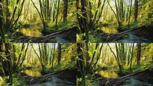 森林中的天然溪流:太平洋西北部高清在线视频素材下载