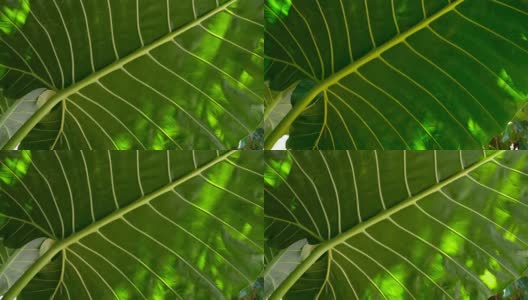 异国情调的绿色植物的慢镜头高清在线视频素材下载