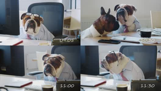 蒙太奇的狗在办公室工作的一天高清在线视频素材下载