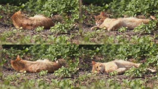 红猫享受着温暖的春日阳光高清在线视频素材下载