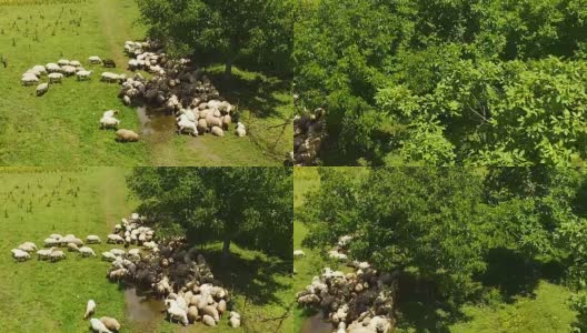 一群羊在草地上吃青草，喝雨水高清在线视频素材下载