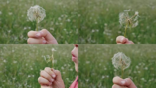 一个手里拿着蒲公英的小孩高清在线视频素材下载