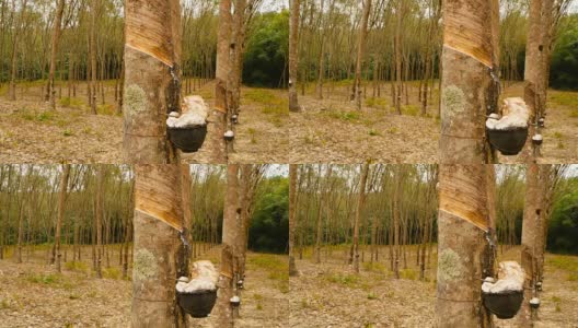 从橡胶树中提取天然乳胶的种植园。高清在线视频素材下载