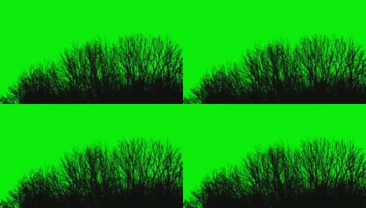 绿色背景上的树枝剪影高清在线视频素材下载