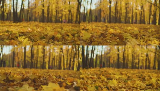秋天的风景——五彩缤纷的枫叶躺在地上高清在线视频素材下载