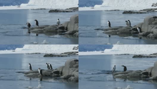 巴布亚企鹅高清在线视频素材下载