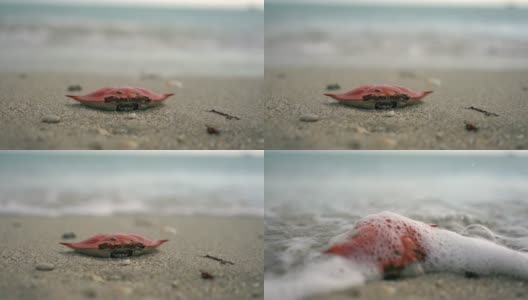海岸边海洋生物的空贝壳。高清在线视频素材下载