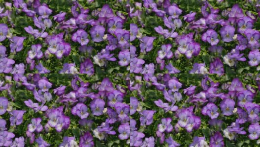 花园里的紫色三色堇花高清在线视频素材下载