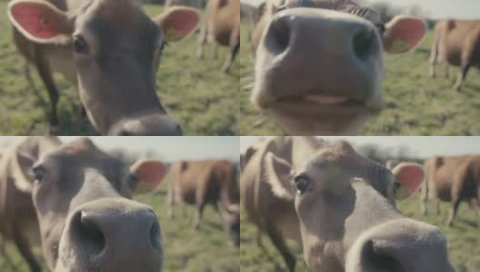 泽西奶牛高清在线视频素材下载