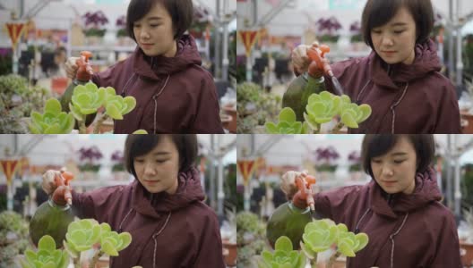 浇肉质植物的女人高清在线视频素材下载