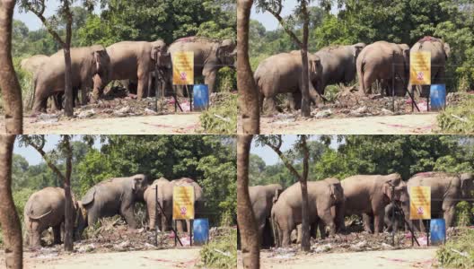 野生亚洲象吃垃圾，斯里兰卡高清在线视频素材下载