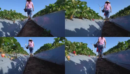 妈妈和女儿在农场里摘草莓高清在线视频素材下载