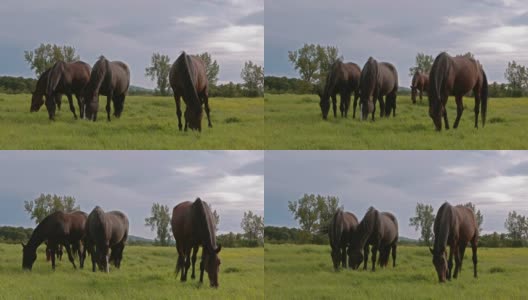 四匹棕色的马在吃草高清在线视频素材下载