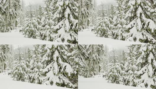 树枝上美丽的蓬松的雪。雪花从云杉树枝上美丽地飘落下来。冬天的童话，树在雪中囚禁。冬天下雪的录像高清在线视频素材下载