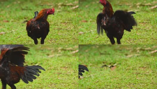 亚洲公鸡在院子里玩耍高清在线视频素材下载