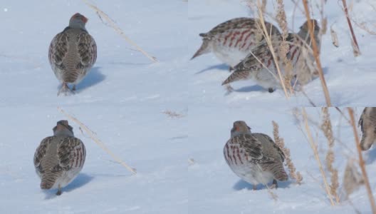 一群鸟-灰鹧鸪(Perdix Perdix)走在雪中在干燥的草地上，吃去年的种子。高清在线视频素材下载