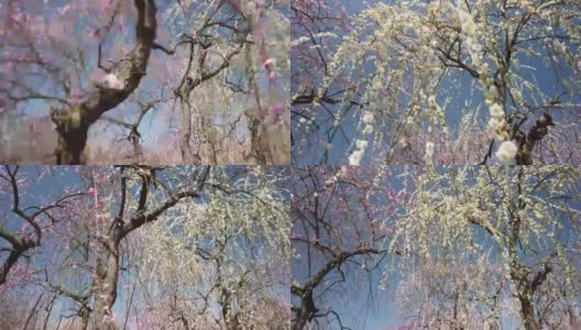 在美丽的梅花树下散步高清在线视频素材下载