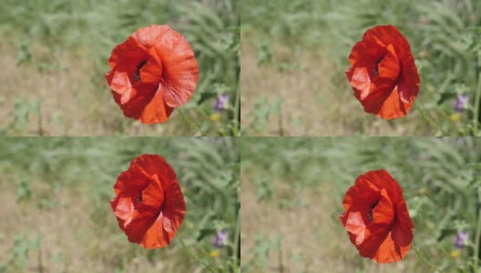 美丽的红色罂粟花由清晨的太阳慢镜头拍摄高清在线视频素材下载