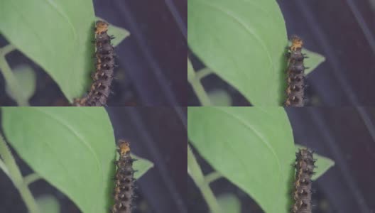 靠近一只在树叶上爬行的毛毛虫(蓝三色蝴蝶)。蝴蝶幼虫在树叶上行走的微距镜头。高清在线视频素材下载