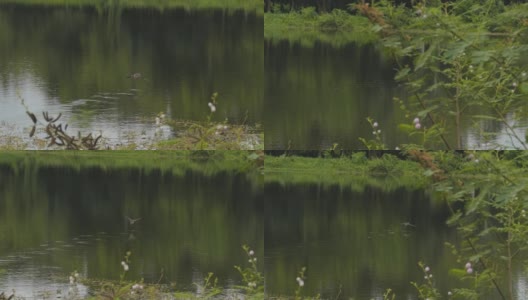 小鸣禽在湿地中飞翔。高清在线视频素材下载