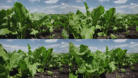 甜菜的栽培成熟的甜菜田。高清在线视频素材下载