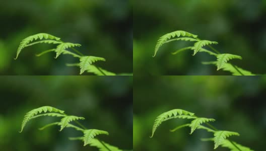新鲜绿色的蕨类树叶在风中移动，新鲜绿色的春天背景高清在线视频素材下载