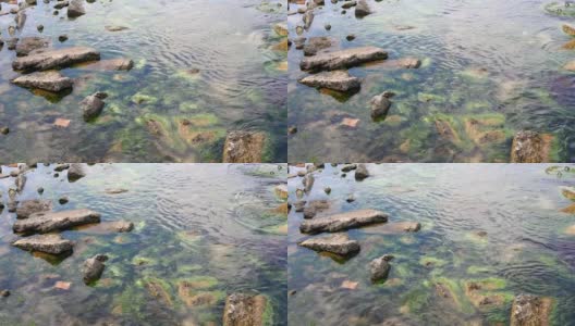 清澈的海水，海藻，海岸边的岩石高清在线视频素材下载