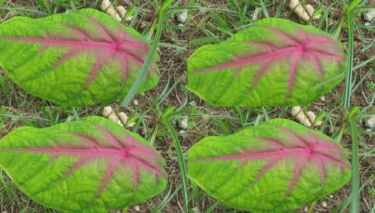 观赏植物caladium (caladium)的叶子摇摆高清在线视频素材下载