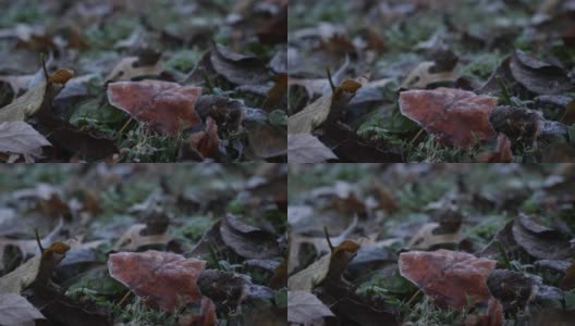 秋天结霜的叶子高清在线视频素材下载