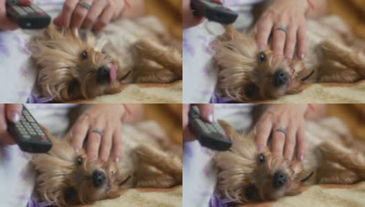 近景图:一只约克夏梗犬躺着休息看电视，主人的手抚摸着狗的皮毛，切换电视遥控器上的节目。选择性foecus高清在线视频素材下载