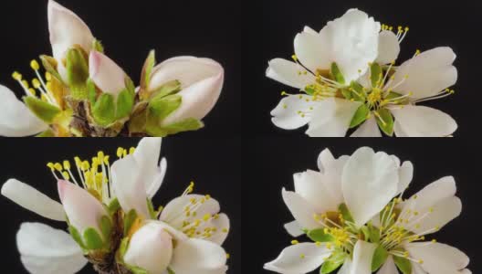 杏花盛开在一个水平时间推移4k视频黑色背景。放大梅花在春天开花的视频。高清在线视频素材下载