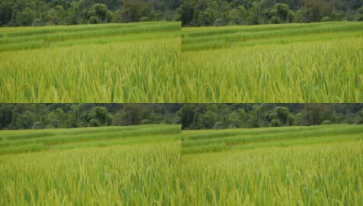 绿色稻田自然素材背景高清在线视频素材下载