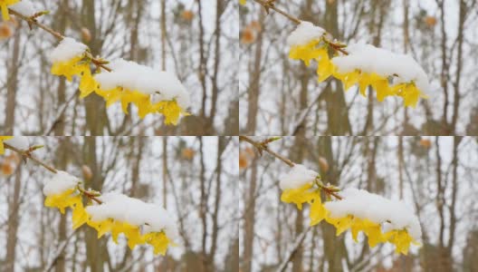 黄色的树枝下的雪。春天的天气。春雪纷飞的花园里，一棵开花的树。春天的雪。雪在春天的季节。春花雪景。高清在线视频素材下载