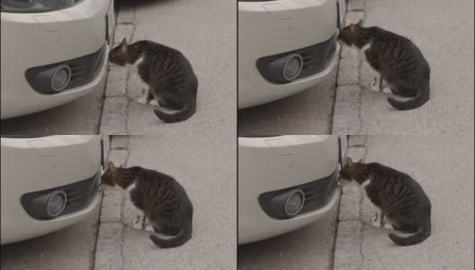 猫在停车场前嗅来嗅去高清在线视频素材下载